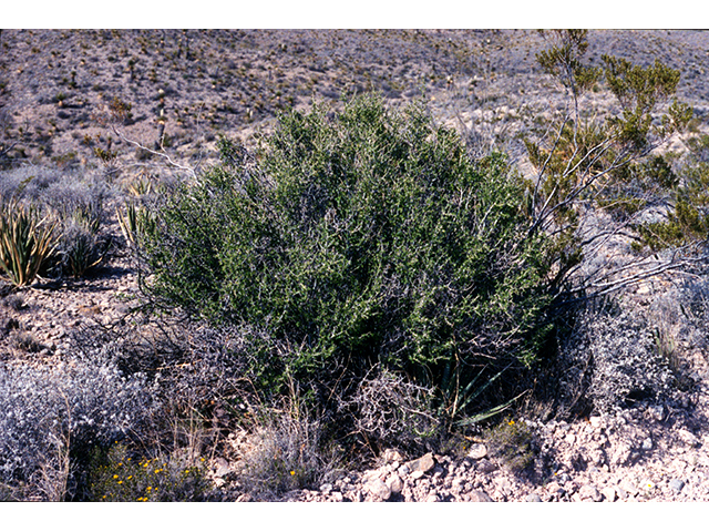 Bernardia obovata (Desert myrtlecroton) #68191