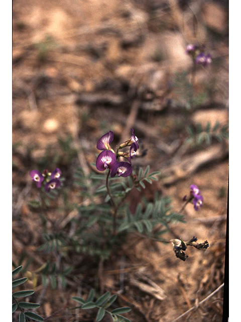 Astragalus emoryanus (Emory's milkvetch) #68192