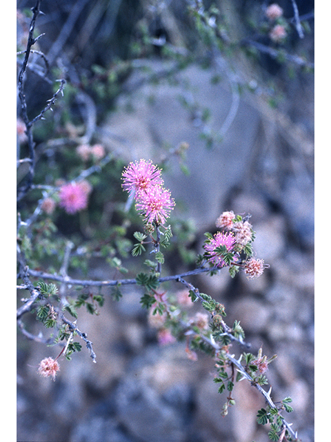 Mimosa borealis (Fragrant mimosa) #68201