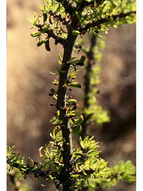 Forestiera angustifolia (Narrow-leaf forestiera) #68217