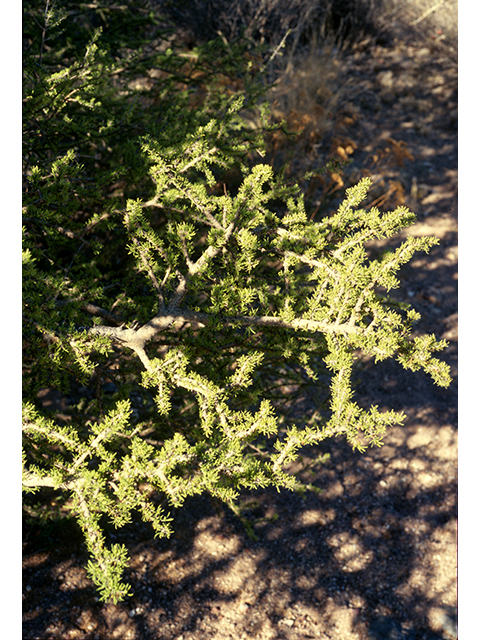 Forestiera angustifolia (Narrow-leaf forestiera) #68218