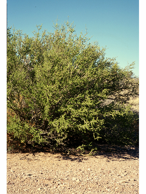 Forestiera angustifolia (Narrow-leaf forestiera) #68219