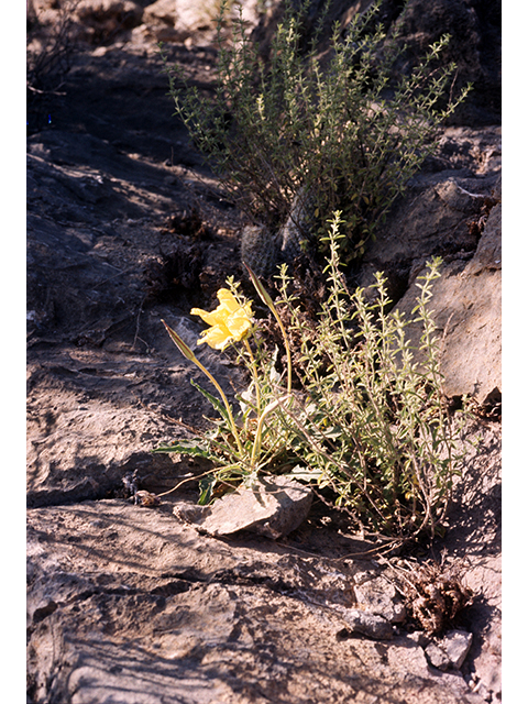Oenothera primiveris (Desert evening-primrose) #68223