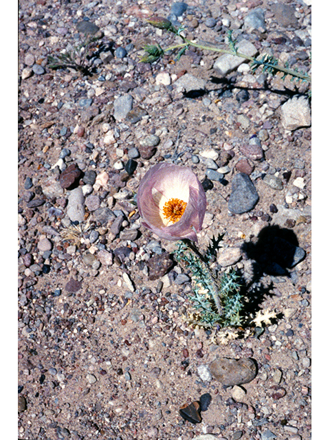Argemone chisosensis (Chisos mountain prickly poppy) #68226