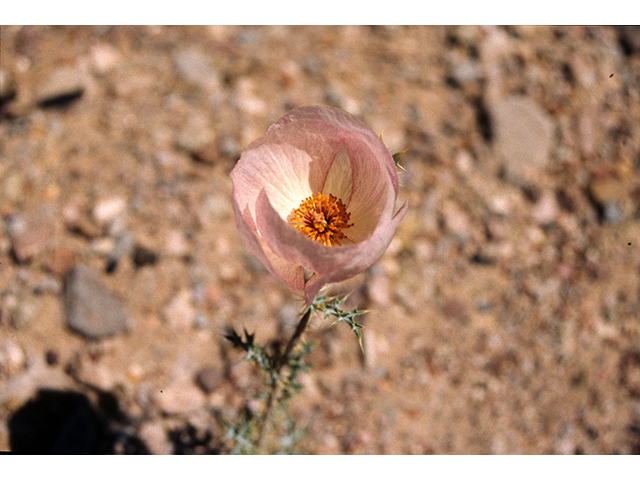 Argemone chisosensis (Chisos mountain prickly poppy) #68227