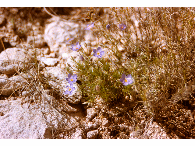 Giliastrum acerosum (Bluebowls) #68228