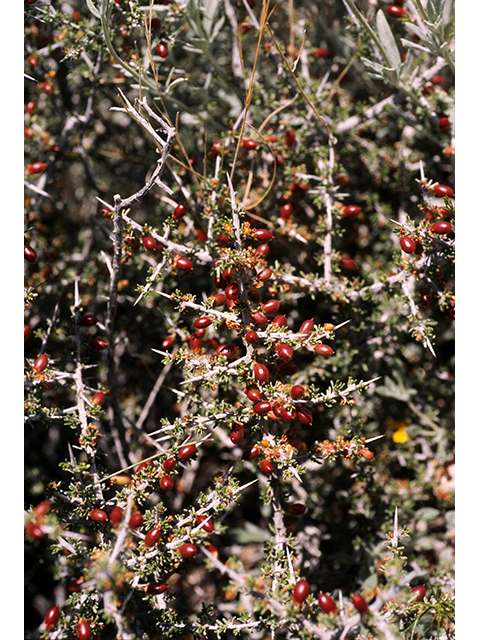 Condalia ericoides (Javelina bush) #68236