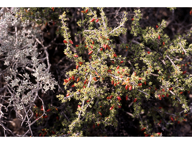 Condalia ericoides (Javelina bush) #68239