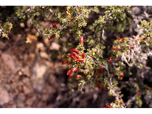 Condalia ericoides (Javelina bush) #68240