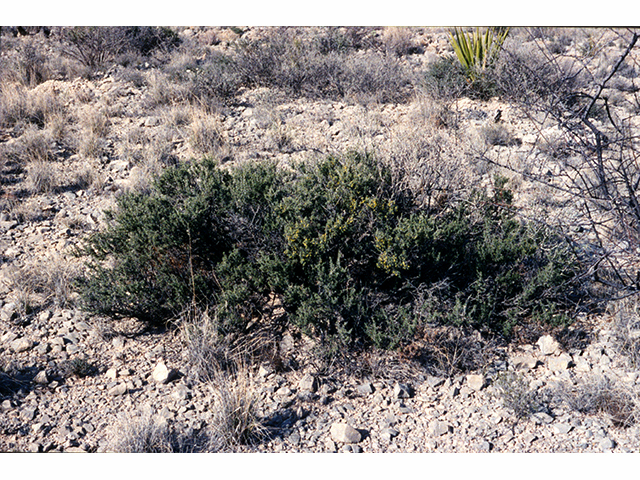 Condalia ericoides (Javelina bush) #68241