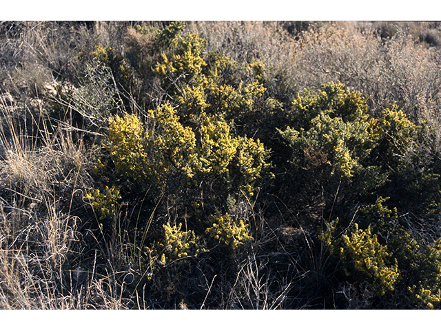 Condalia ericoides (Javelina bush) #68242