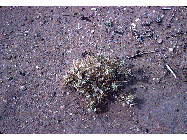 Dasyochloa pulchella (Desert fluffgrass) #68250
