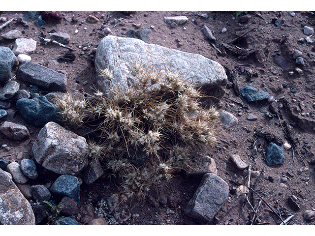 Dasyochloa pulchella (Desert fluffgrass) #68251