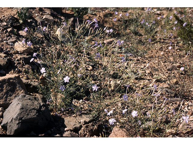 Ipomopsis longiflora (Flaxflowered ipomopsis) #68256