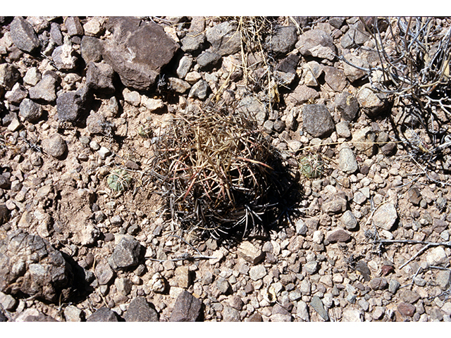 Echinocactus horizonthalonius (Devilshead) #68257