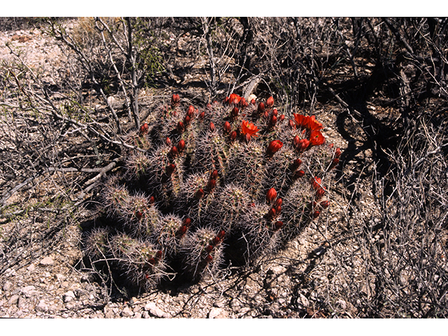 Echinocereus coccineus (Scarlet hedgehog cactus) #68271