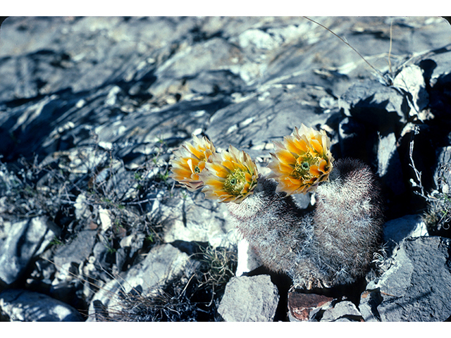 Echinocereus dasyacanthus (Texas rainbow cactus) #68272