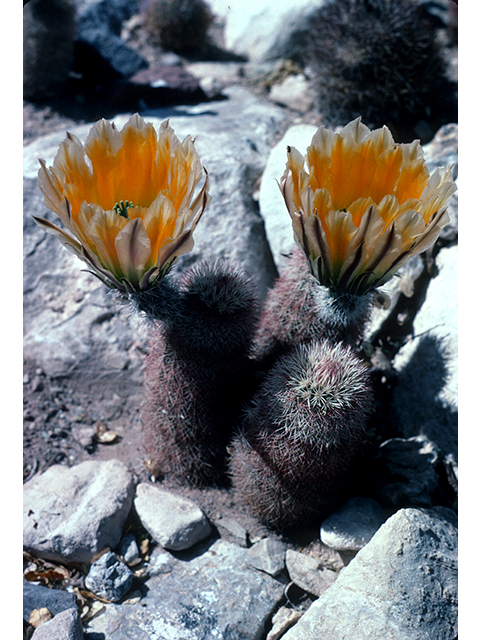 Echinocereus dasyacanthus (Texas rainbow cactus) #68273