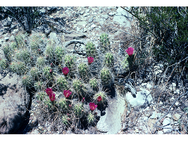Echinocereus enneacanthus var. enneacanthus (Pitaya) #68278