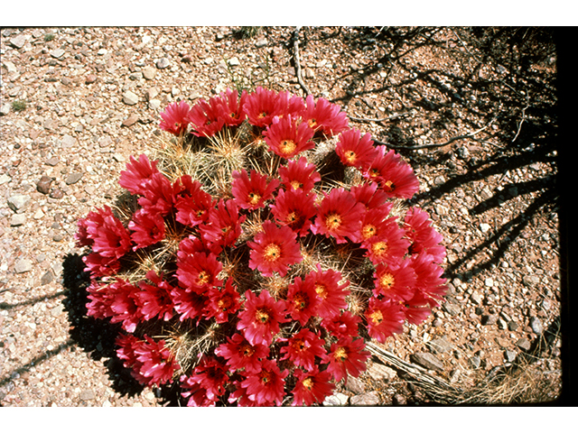 Echinocereus stramineus (Strawberry hedgehog cactus) #68280