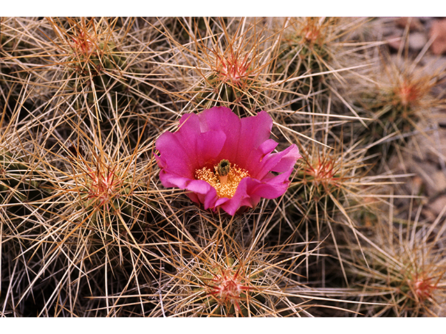 Echinocereus stramineus (Strawberry hedgehog cactus) #68283