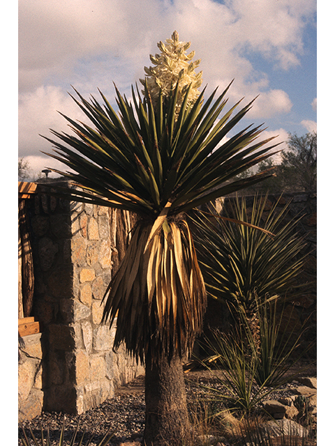 Yucca faxoniana (Faxon yucca) #68305