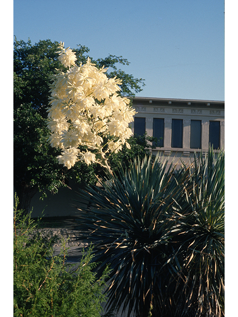 Yucca thompsoniana (Thompson's yucca) #68306