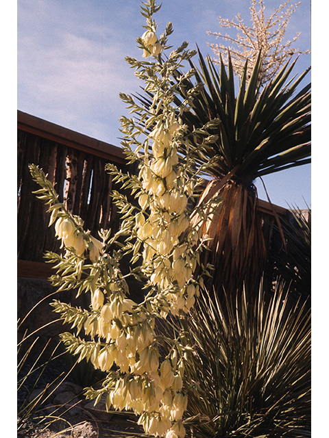 Yucca thompsoniana (Thompson's yucca) #68308