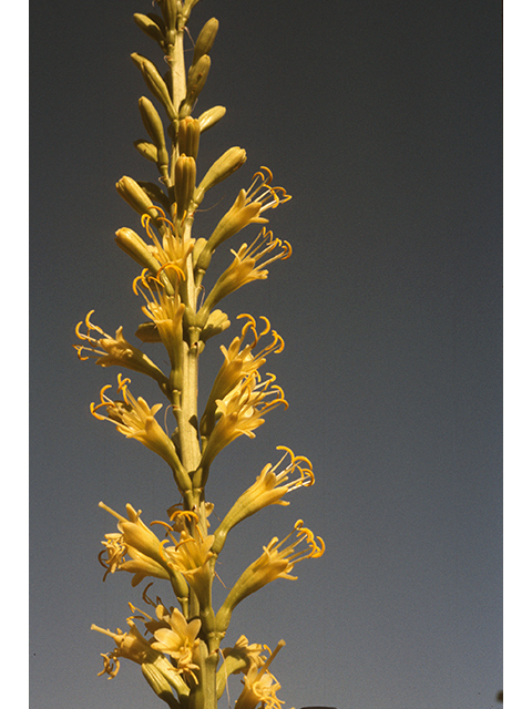 Agave schottii (Schott's century plant) #68310