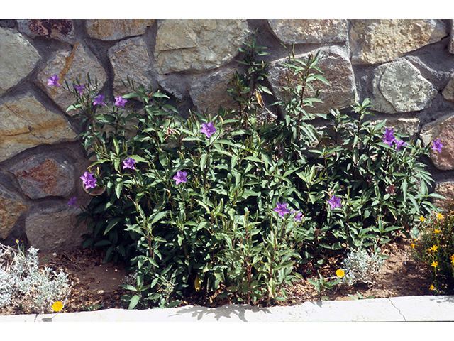 Ruellia caroliniensis (Carolina wild petunia) #68341