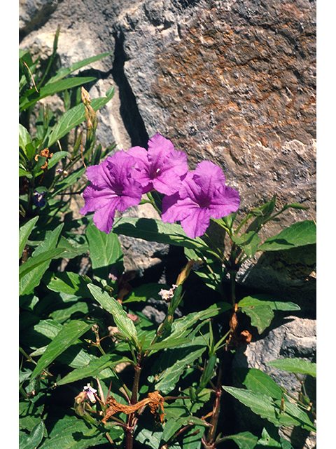 Ruellia caroliniensis (Carolina wild petunia) #68342