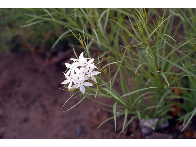 Amsonia grandiflora (Arizona bluestar) #68350