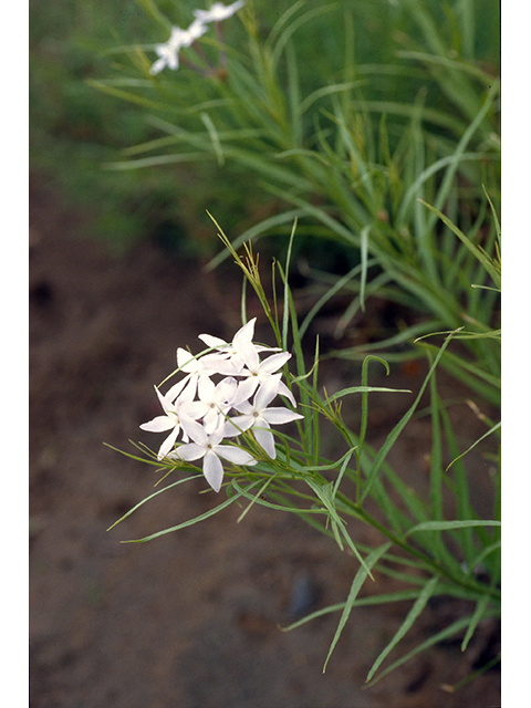 Amsonia grandiflora (Arizona bluestar) #68352