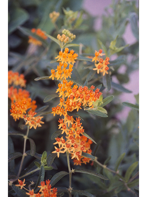 Asclepias tuberosa (Butterflyweed) #68353