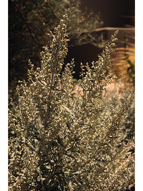 Artemisia ludoviciana (Louisiana artemisia) #68358
