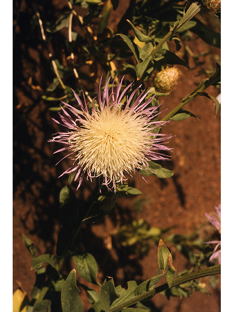 Centaurea americana (American basket-flower) #68366
