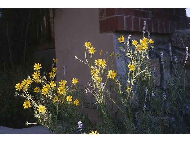 Engelmannia peristenia (Engelmann's daisy) #68374