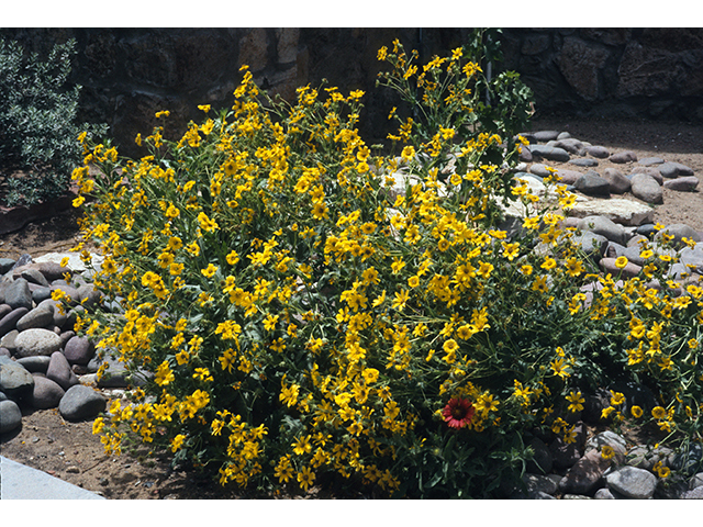 Engelmannia peristenia (Engelmann's daisy) #68375