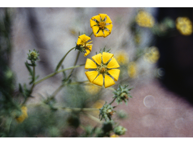 Engelmannia peristenia (Engelmann's daisy) #68376