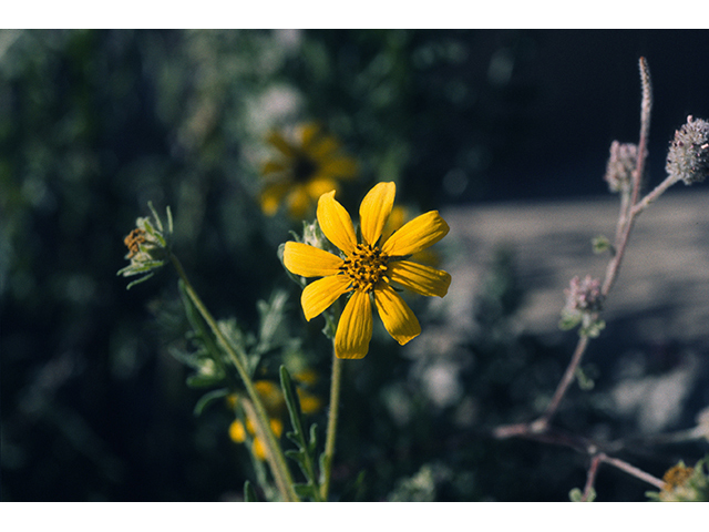 Engelmannia peristenia (Engelmann's daisy) #68377