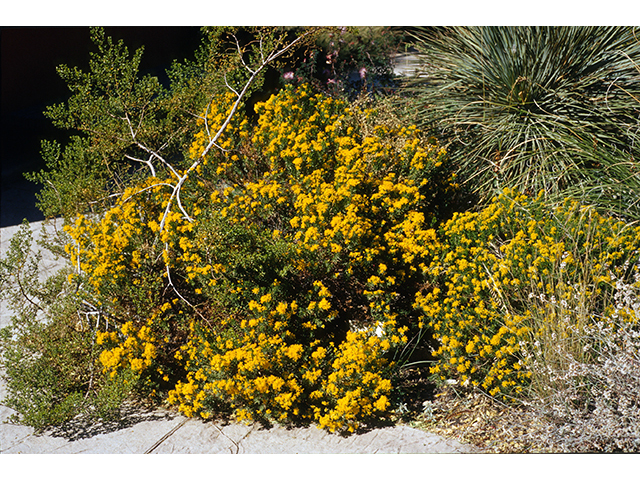 Ericameria laricifolia (Larchleaf goldenweed) #68379