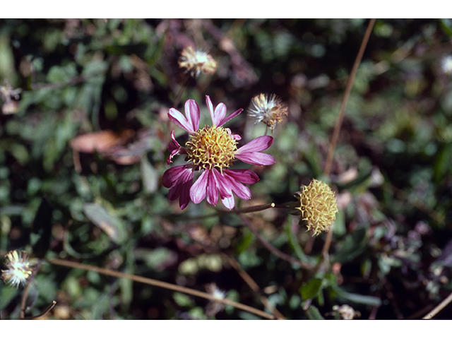Gaillardia aestivalis (Lanceleaf blanketflower) #68381