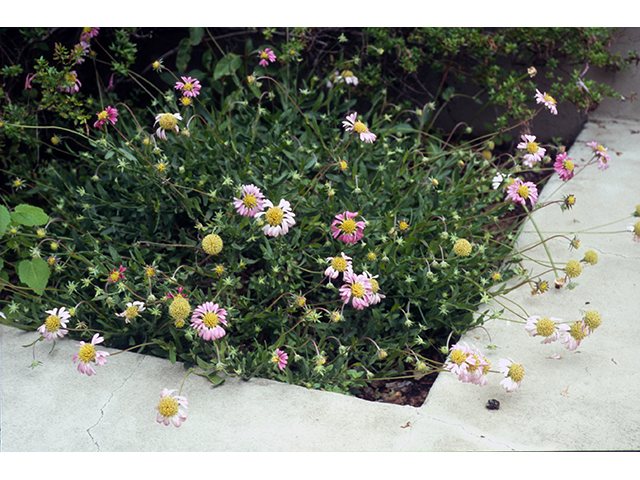 Gaillardia aestivalis (Lanceleaf blanketflower) #68382
