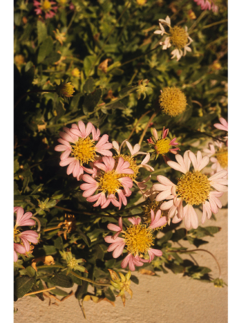 Gaillardia aestivalis (Lanceleaf blanketflower) #68383