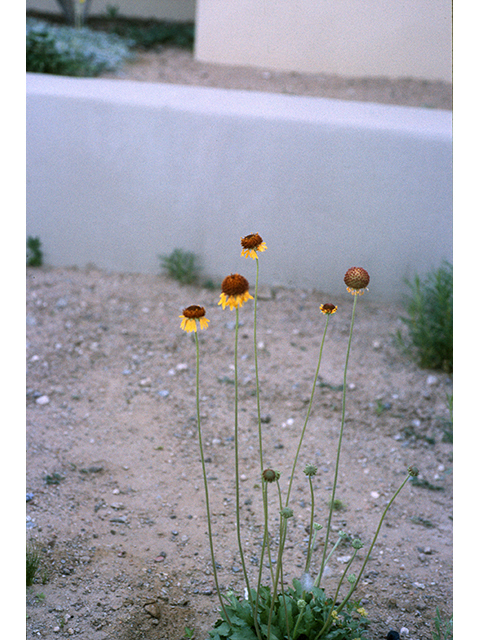 Gaillardia suavis (Pincushion daisy) #68387