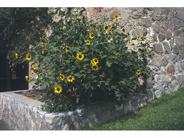 Helianthus annuus (Common sunflower) #68392