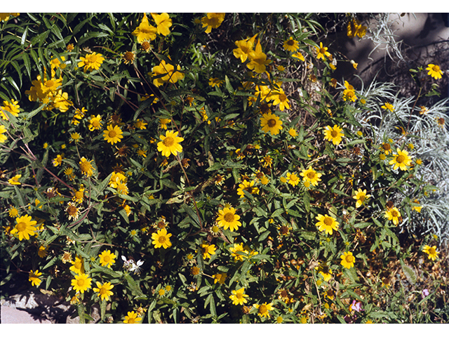 Heliomeris multiflora (Showy goldeneye) #68399