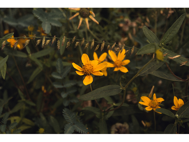 Heliomeris multiflora (Showy goldeneye) #68400