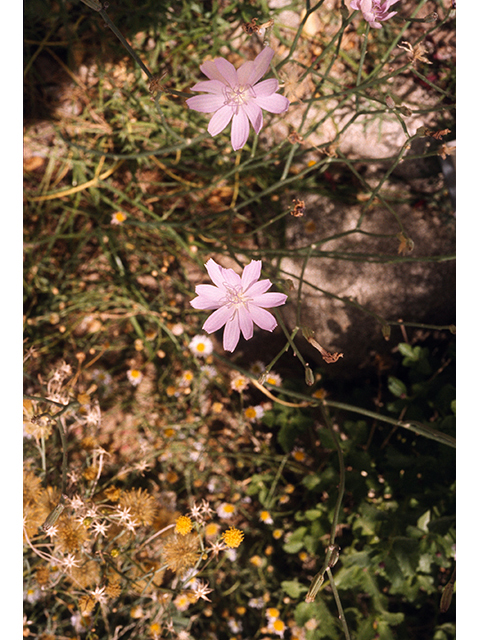 Lygodesmia texana (Texas skeleton plant) #68404