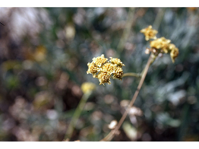Parthenium argentatum (Guayule) #68409